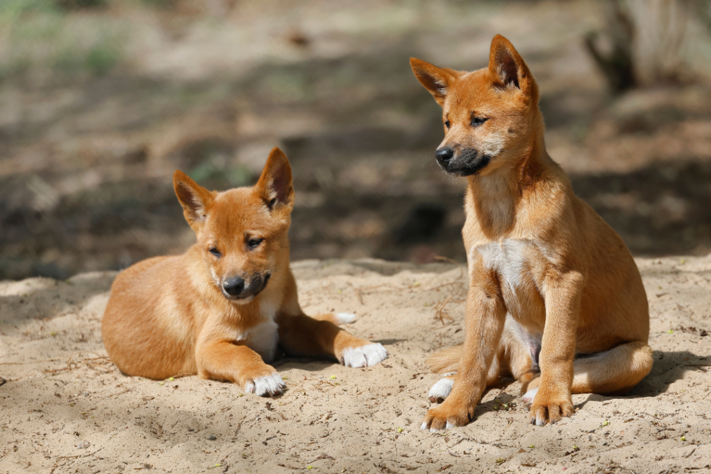 Two dingo cubs sitting and lying the sun. 