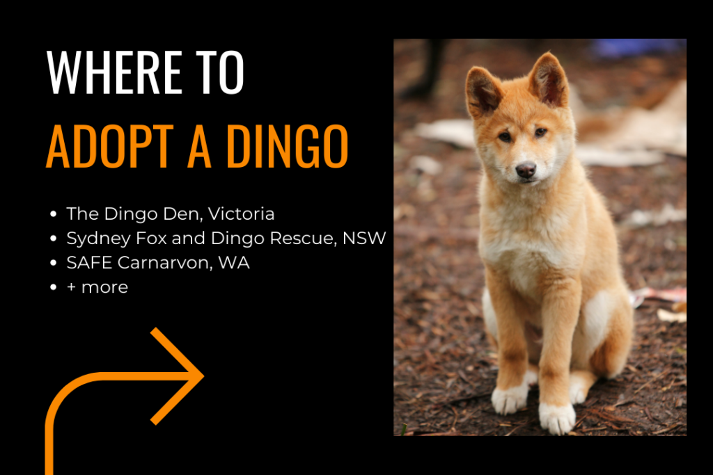 Young dingo sitting and looking at the camera. Text reads "Where to adopt a dingo: The Dingo Den, Victoria; Sydney Fox and Dingo Rescue, NSW; SAFE Carnarvon, WA and more.