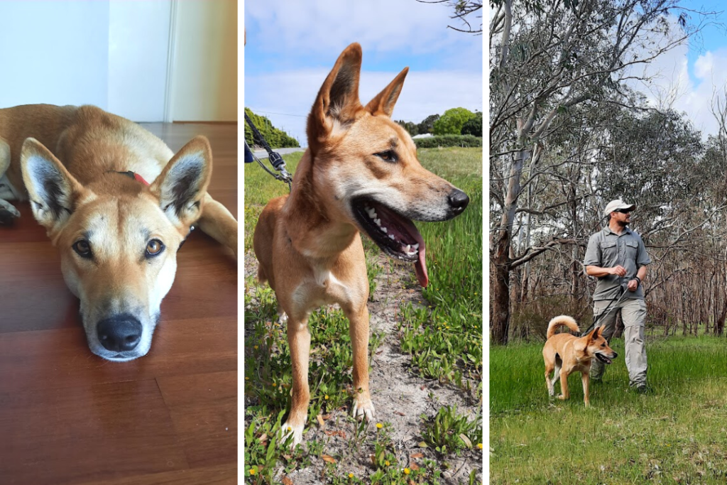 3 pictures: the first image is a dingo lying down on a wooden floor looking at the camera; the second image is a dingo standing with its tongue hanging out; the third image is a man walking with a dingo on a leash in a forest.