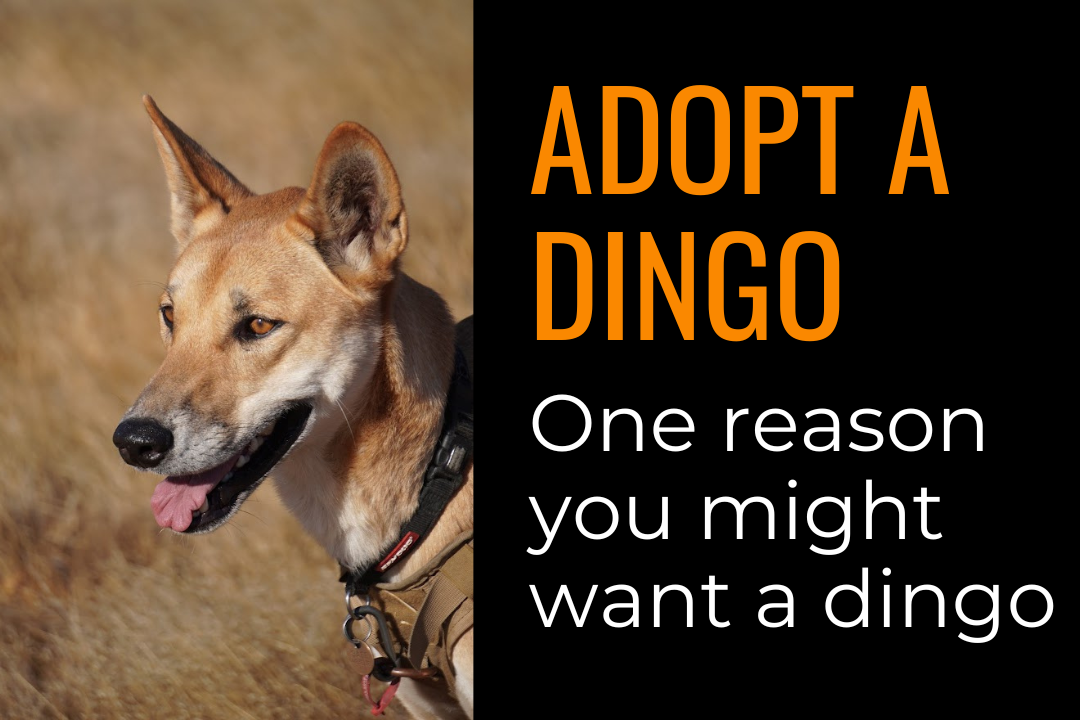 Image of an Australian desert dingo on a grassy field. Text reads adopt a dingo; one reason you might want a dingo.