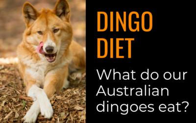 Dingo diet: what our dingoes eat