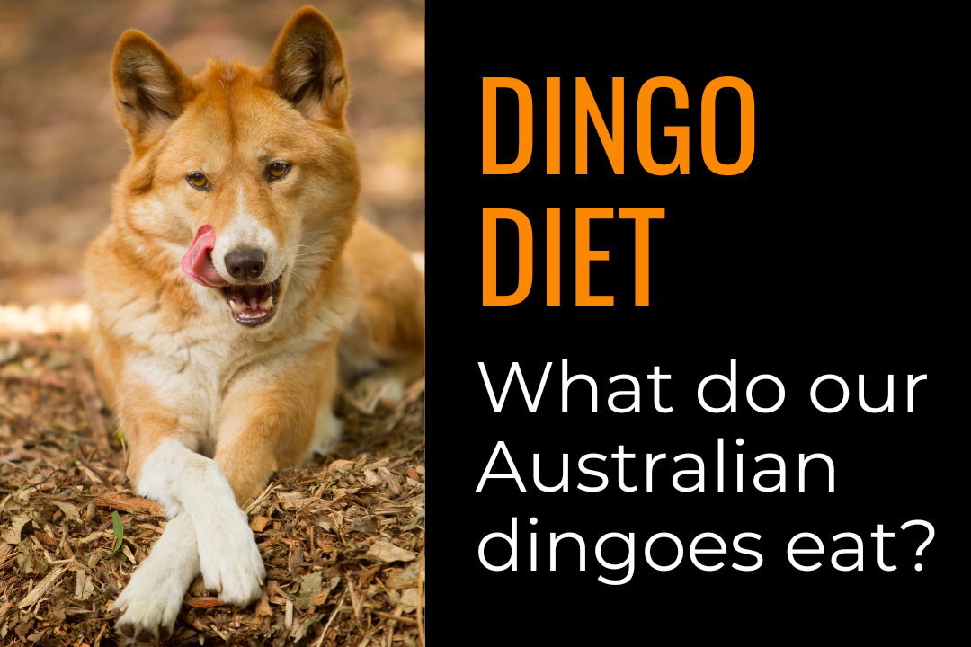 Image of one Australian dingo licking it's lips. Text reads: Dingo diet. What do our Australian dingoes eat?