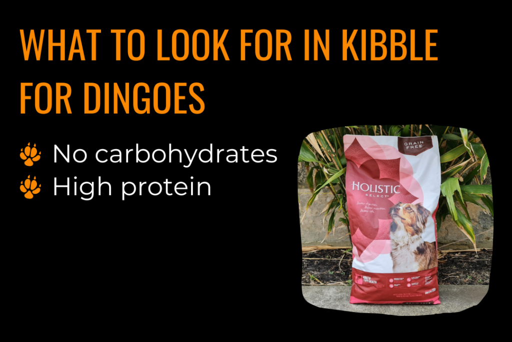 Dingo diet. Image of a large red and white bag of Holistic Select dog kibble. Text reads: What to look for in kibble for dingoes: no carbohydrates and high protein.