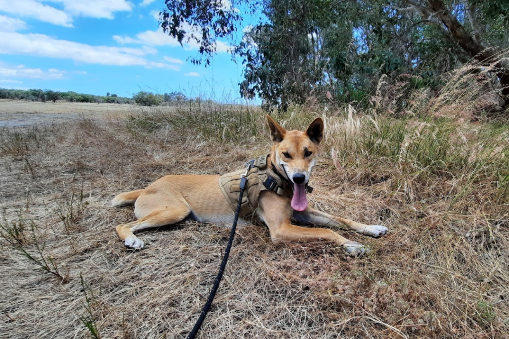 Dingo diet: Image of an Australian dingo lying on grass, wearing a harness. The dingo is looking at the camera and his ribs can be slightly seen. 