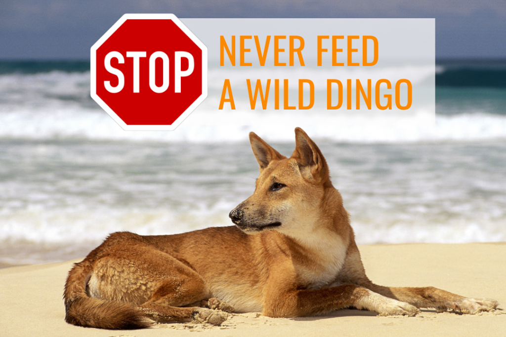 Dingo diet. Image of a wild Australian dingo lying on a beach. Text reads: Stop. Never feed a wild dingo.