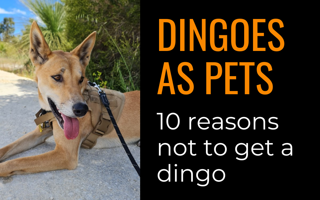Dingoes as pets: 10 reasons not to get a dingo