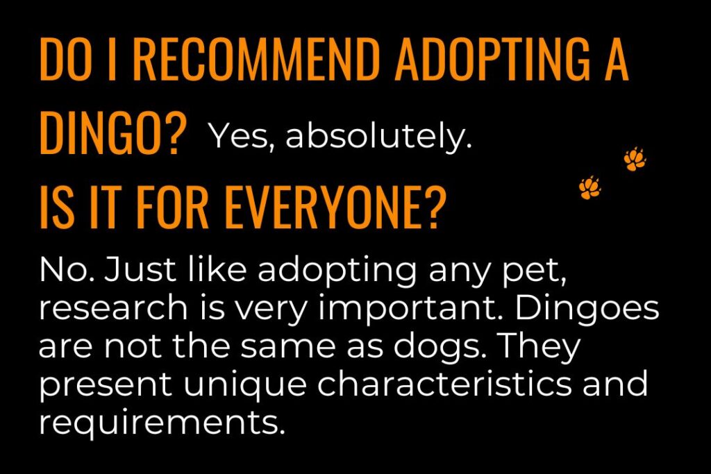 Dingoes as pets. Text on image reads: Do I recommend adopting a dingo? Yes, absolutely. Is it for everyone? No. Just like adopting any pet, research is very important. Dingoes are not the same as dogs. They present unique characteristics and requirements. 
