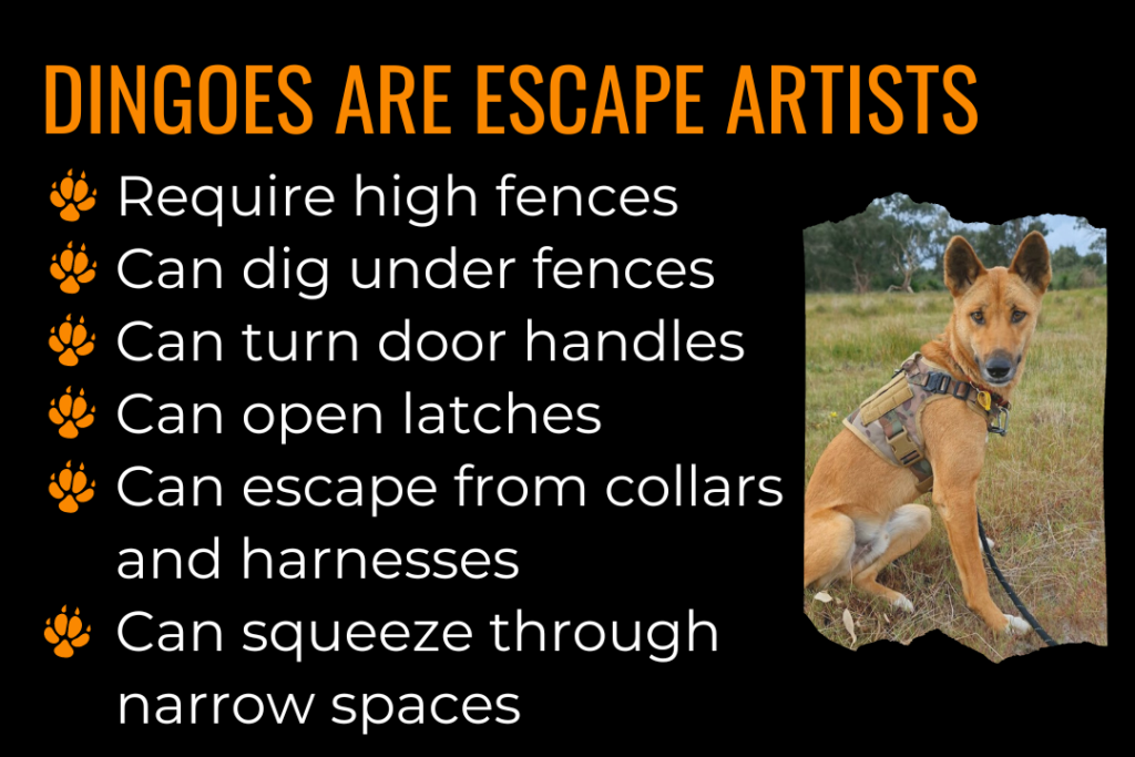 Dingoes as pets. Image shows an Australian dingo wearing a collar and harness. Text reads: Dingoes are escape artists. Dingoes require high fencing, 2-3 metres high or 2m high with a 45 degree return. Dingoes can dig under fencing
Dingoes can turn door handles 
Dingoes can open latches
Dingoes can escape from collars and harnesses due to increased flexibility & mobility
Dingoes can squeeze through small spaces