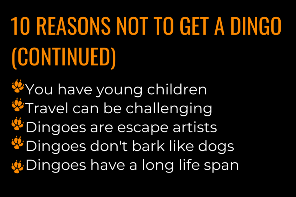 Dingoes as pets: 10 reasons not to get a dingo. You have young children
Travel can be challenging
Dingoes are escape artists
Dingoes don't bark like dogs
Dingoes have a long life span.