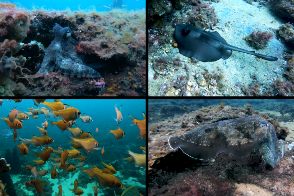 Marine life at Busselton Jetty including octopus, Masked Stingree, Giant Australian Cuttlefish, Rough Bullseye fish.