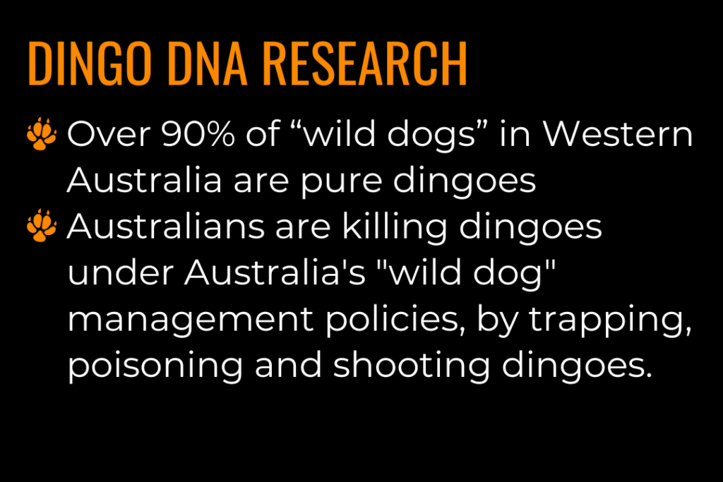 Dingo DNA research: Over 90% of “wild dogs” in Western Australia are pure dingoes
Australians are killing dingoes under Australia's "wild dog" management policies, by trapping, poisoning and shooting dingoes.