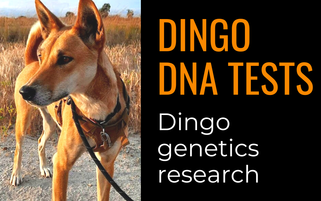 Dingo genetics: let’s do a dingo DNA test