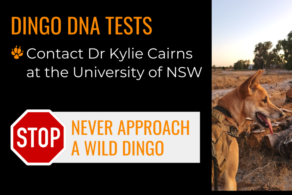 Image of a dingo wearing a harness with it's tongue hanging out. Text reads: Dingo DNA tests; contact Dr Kylie Cairns at the University of NSW; Stop, never approach a wild dingo.