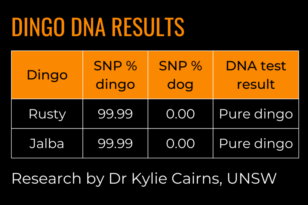 Dingo DNA Results. Text shows that Rusty and Jalba are both pure dingo, with no markers of domestic dog. Research by Dr Kylie Cairns, UNSW.