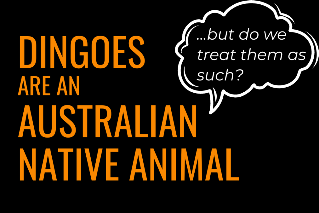 Text reads: Dingoes are an Australian native animal... but do we treat them as such?