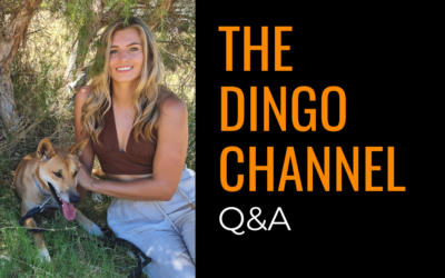 Q&A with The Dingo Channel