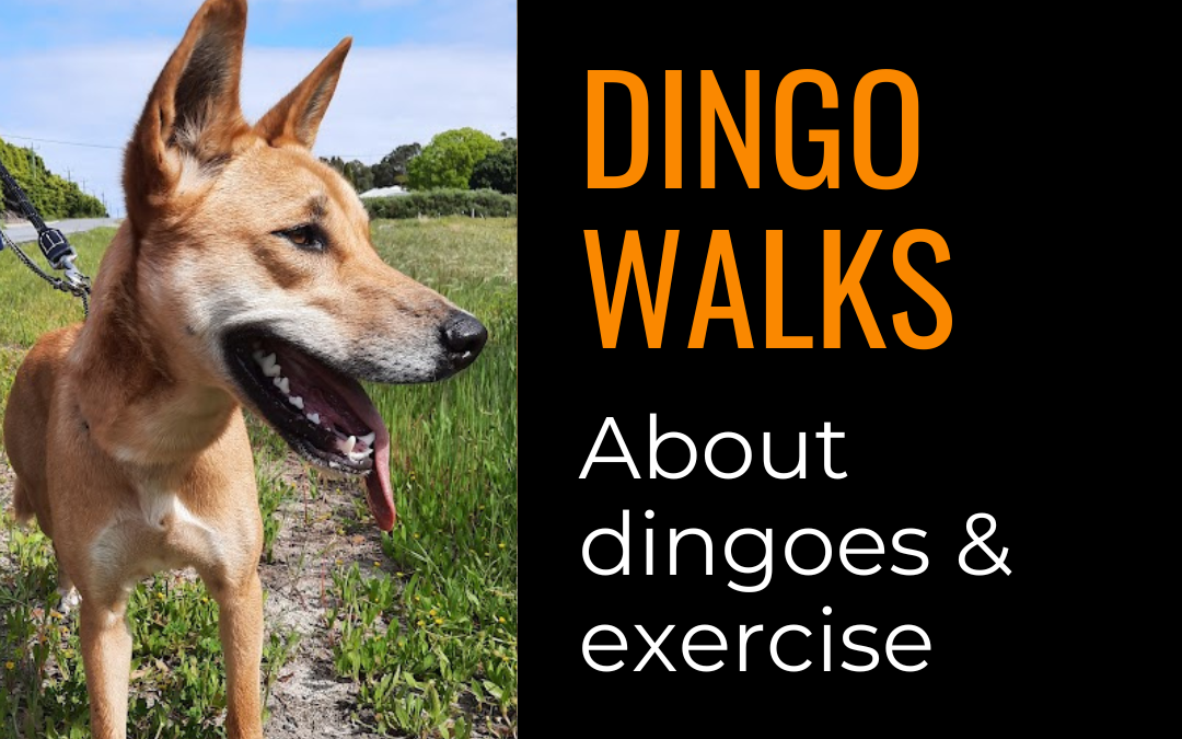 About our dingo walks: how far & the native wildlife we see