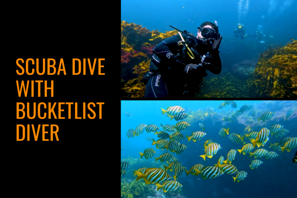 Text reads: Scuba dive with Bucketlist Diver. Image of man scuba diving and image of Western Footballer fish, which are yellow with white and black stripes. 