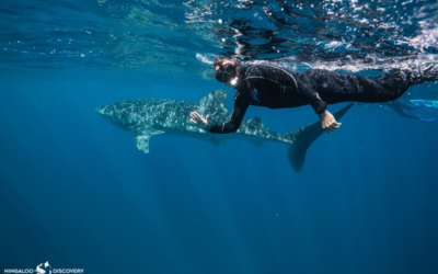 Swim with whale sharks at the Ningaloo Coast