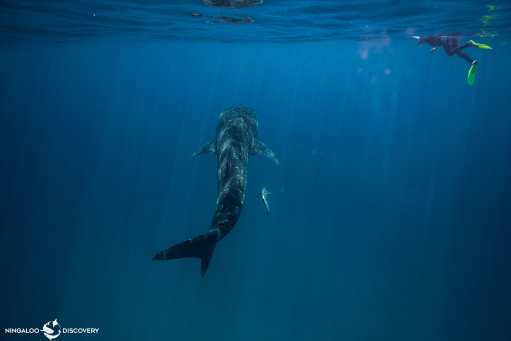 A whale shark swims towards the surface at Ningaloo Coast. A snorkeller is swimming nearby.