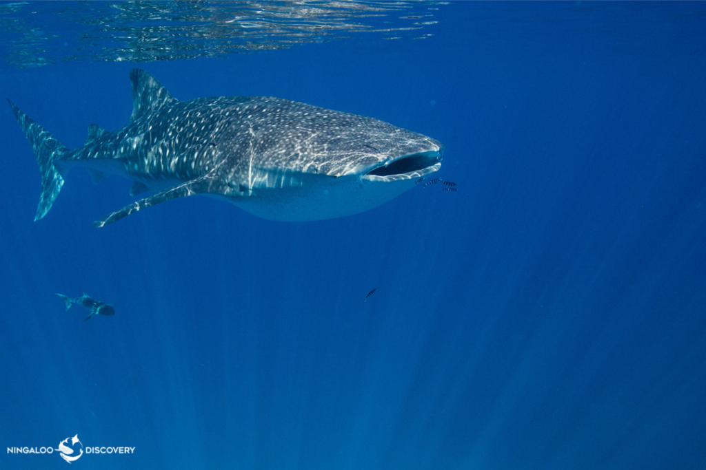 A whale shark swims in the ocean at the Ningaloo Coast Exmouth.