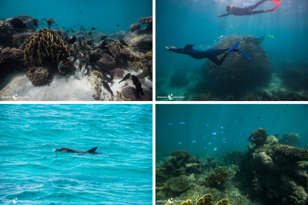 Four images of underwater marine life at Ningaloo Reef including fish, coral and a dolphin.