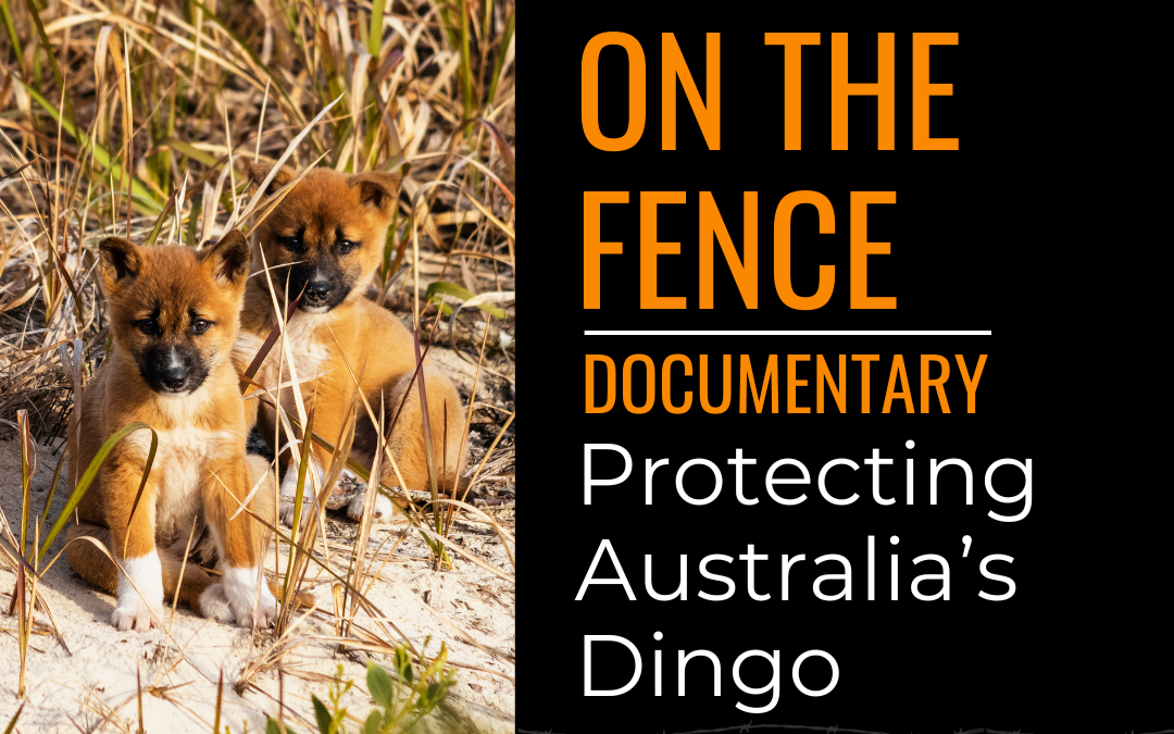 On The Fence film director Harry Vincent sheds light on Australia’s dingo