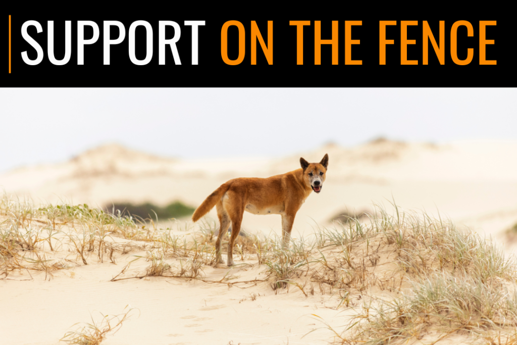 A lone dingo, Wori, stands in the sand dunes. Text reads Support On The Fence