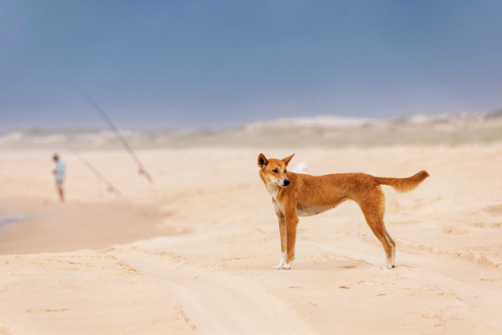 On The Fence filming Wori the dingo. A wild dingo is standing on a beach in Australia. A man is fishing in the background.