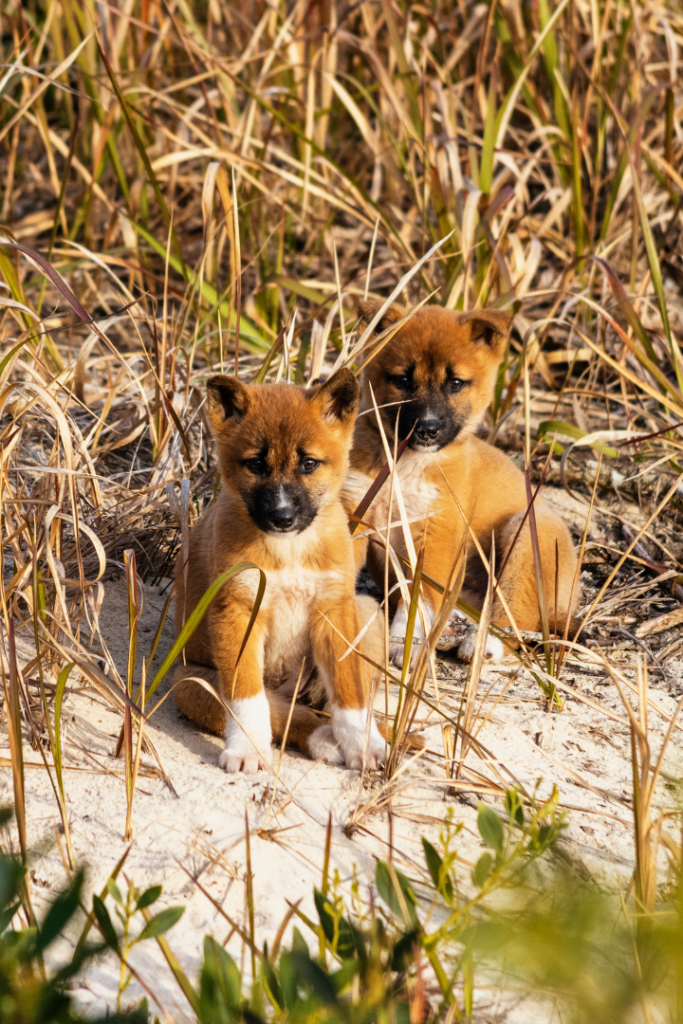 On The Fence film - two dingo puppies sitting in sand dunes, looking towards the camera. 