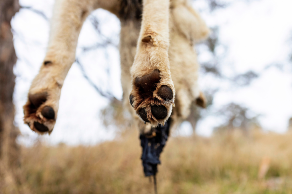 A deceased dingo hangs from a tree, it's paws are in the foreground of the image.