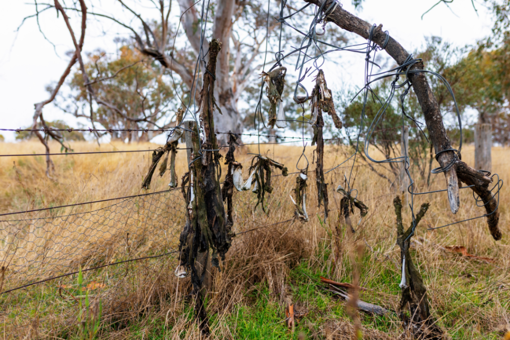 Deceased dingoes hang from a tree in Australia.