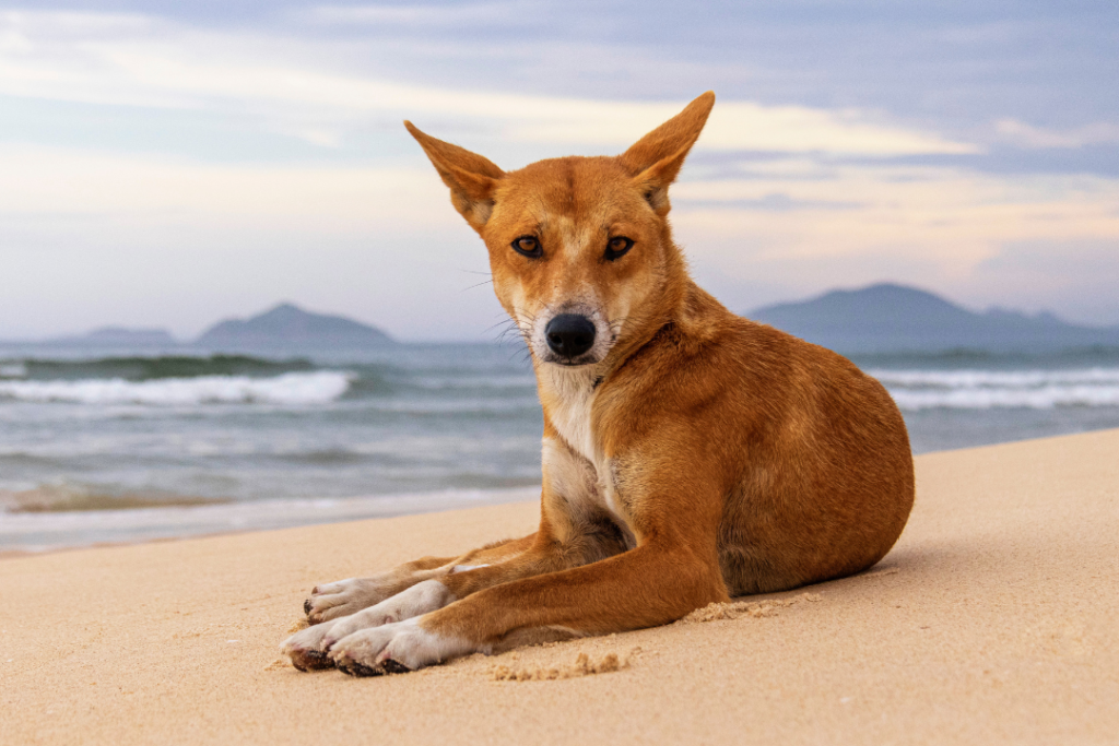 Wild native Australian dingo lies on the sand on a beach, looking at the camera.