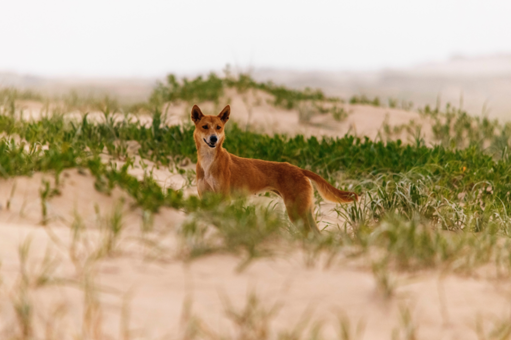 A wild, female dingo stands in the beach sand dunes.